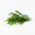 Curry Leaves India Air 1Kg (Approx)