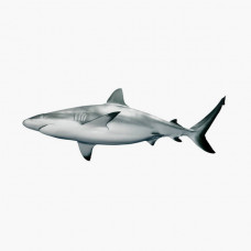 Shark Big Qatar 1kg